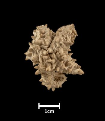 Media type: image;   Invertebrate Zoology OPH-2896 Description: Top of brittle star with a view of the disc.;  Aspect: dorsal